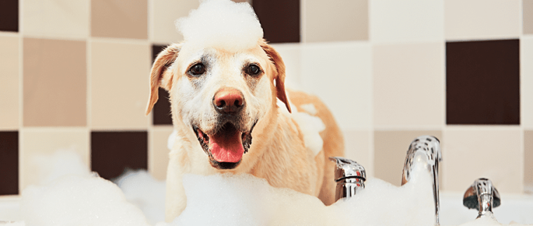chien bain